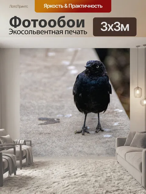 Фотообои Черная птица