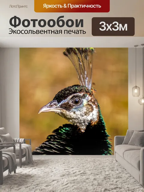 Фотообои Павлин
