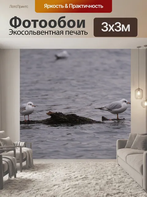 Фотообои Чайки