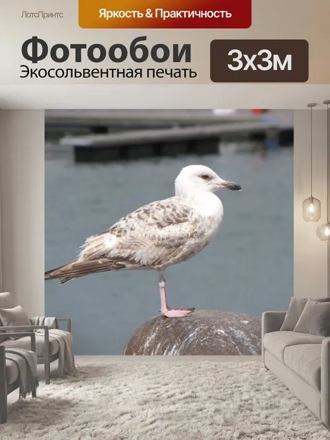 Фотообои Чайка 5