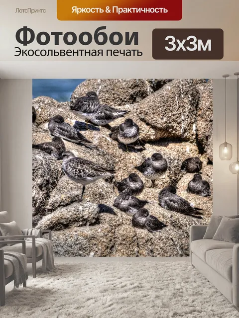 Фотообои Морские птицы