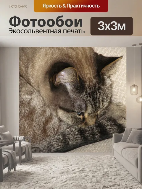 Фотообои Кошка свернулась