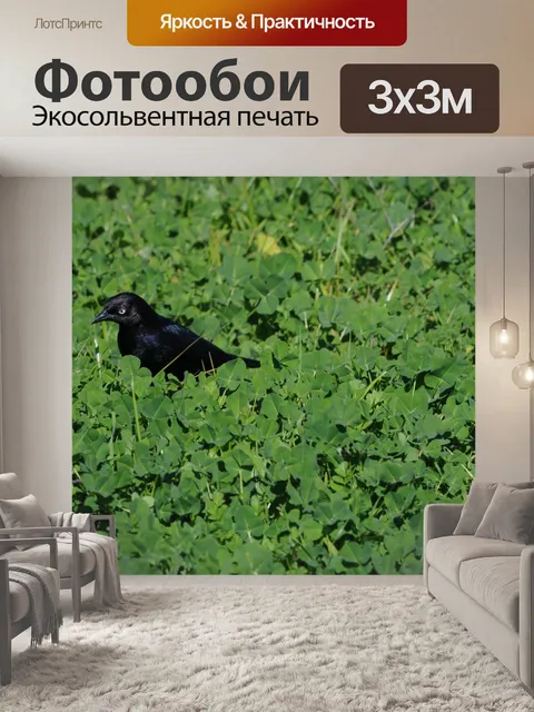Фотообои Black Bird в зеленой траве