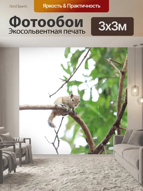 Фотообои Белка