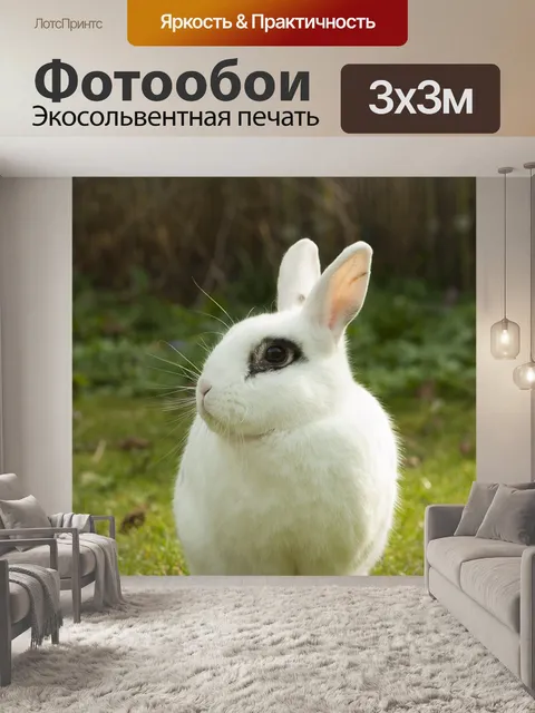 Фотообои Кролик