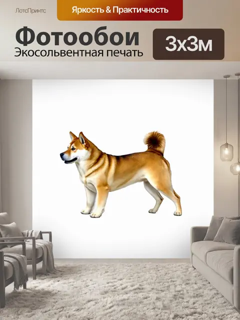 Фотообои на белом фоне изолирован величественный сиба-ину с задорно приподнятым хвостом