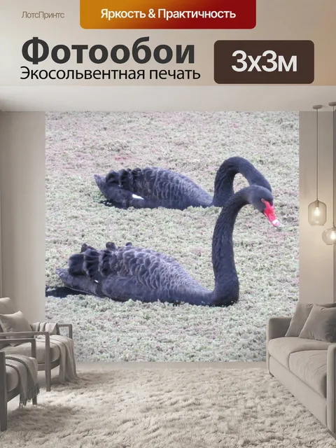 Фотообои Черные лебеди