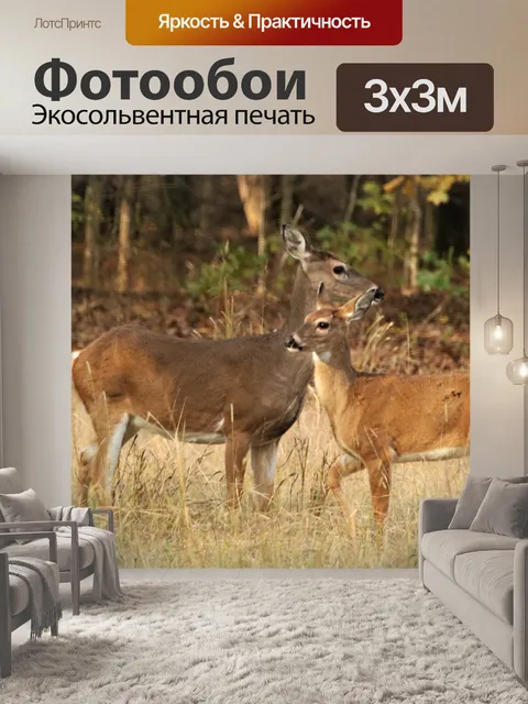 Фотообои Белохвостая лань и палевый крупный план