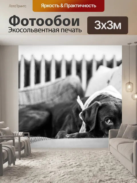 Фотообои Собака