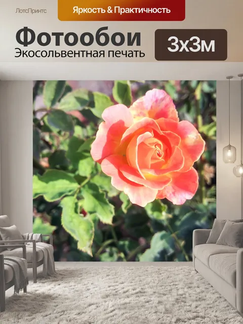Фотообои Роза