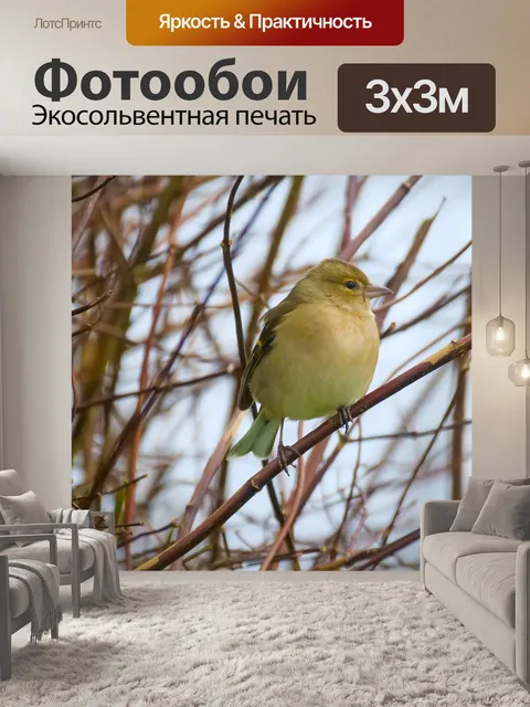 Фотообои Птица
