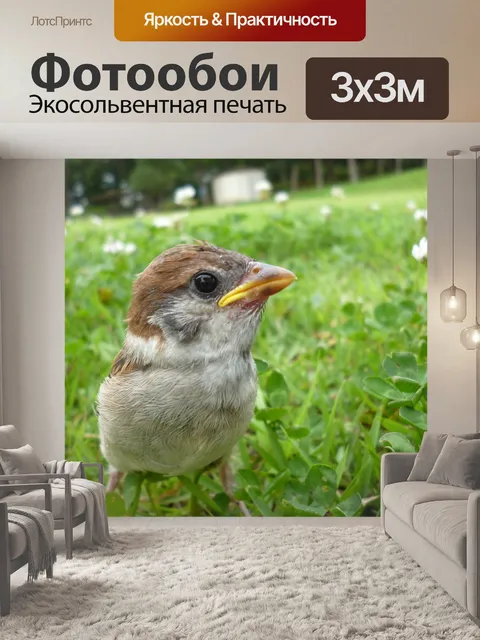 Фотообои Птица