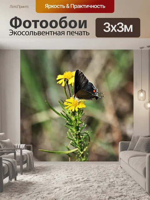 Фотообои Серый Hairstreak Бабочка на цветке