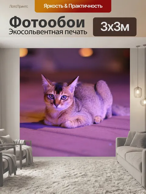Фотообои Кошка ночью