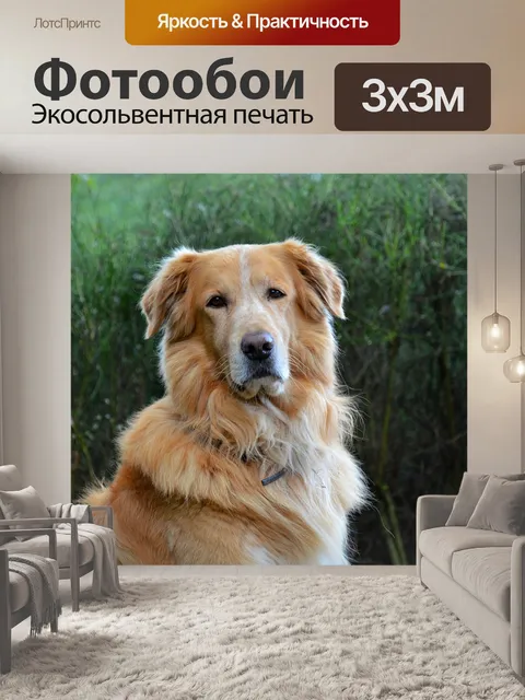 Фотообои Собака