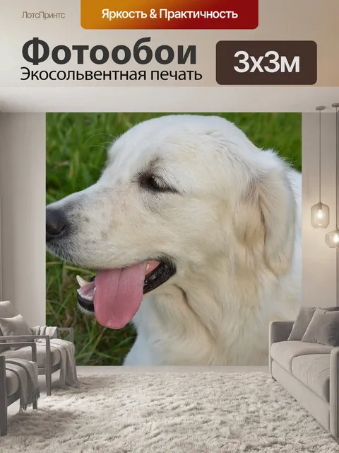 Фотообои Собака