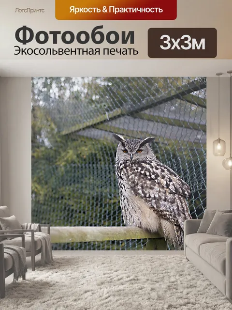 Фотообои Сова