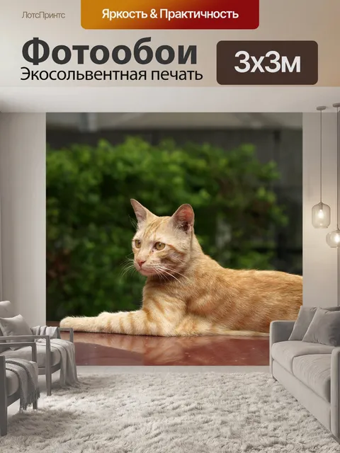Фотообои Кошка