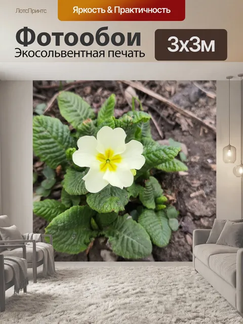 Фотообои Цветы