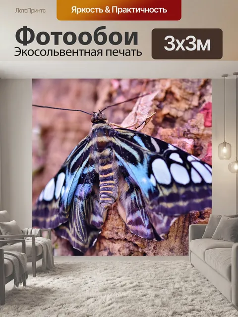 Фотообои Бабочка