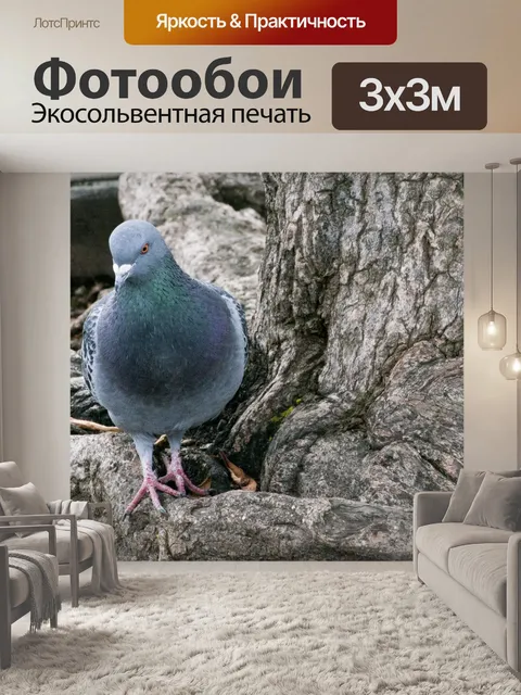 Фотообои Голубь на земле