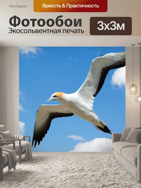 Фотообои Чайка, летающая в небе