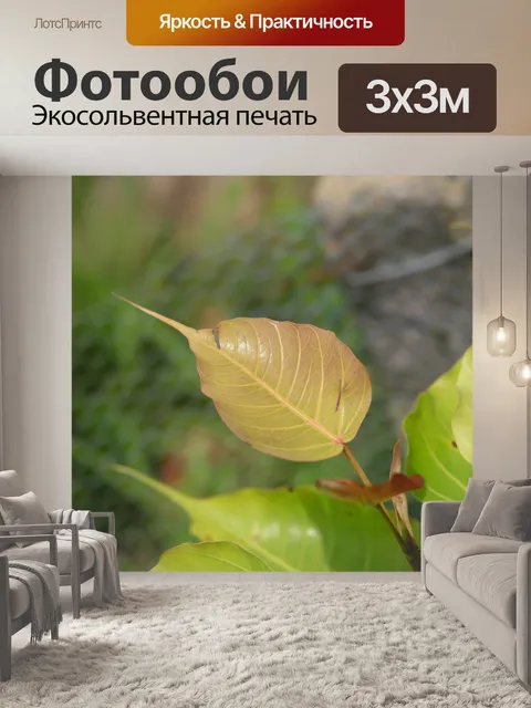 Фотообои Бо