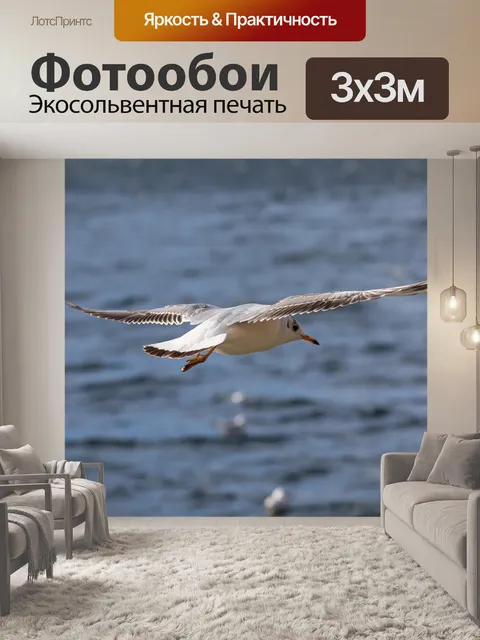 Фотообои Чайка