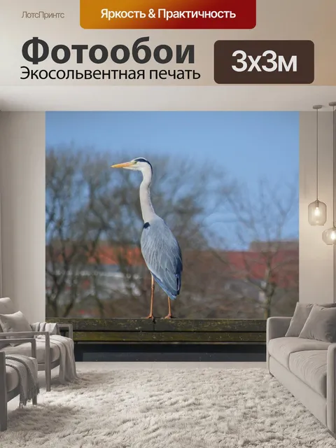 Фотообои Серая цапля