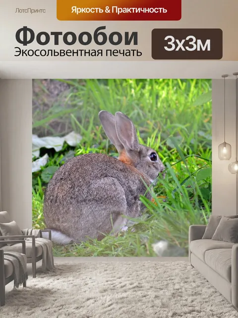 Фотообои Кролик