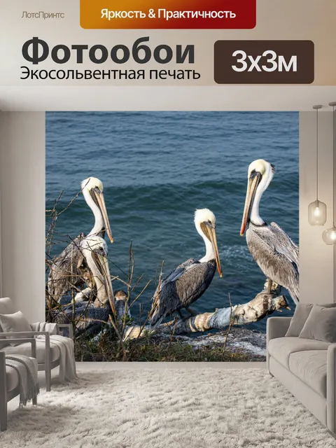 Фотообои Три пеликана