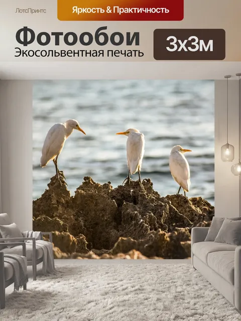 Фотообои Морские птицы