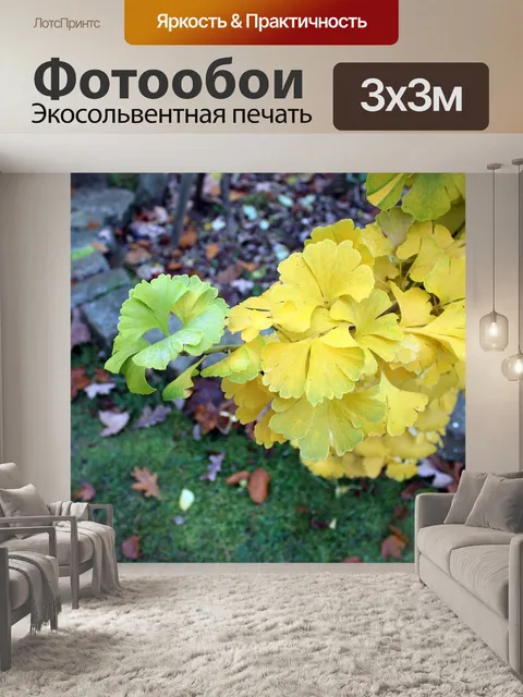 Фотообои Гинкго японский