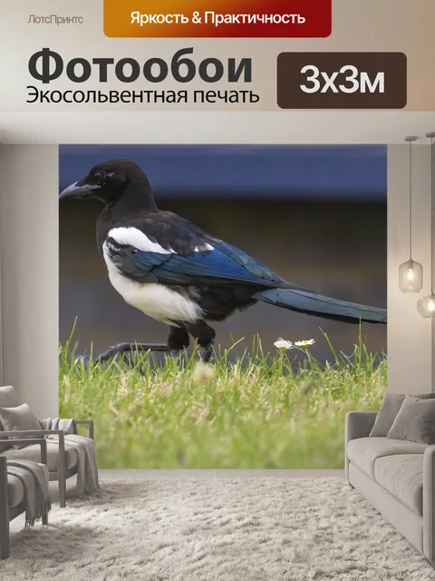 Фотообои Сорока