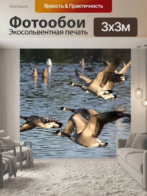 Фотообои Гуси