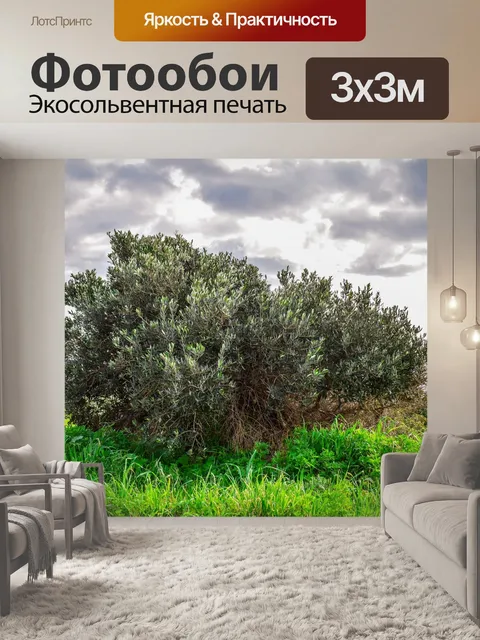 Фотообои Оливковое дерево