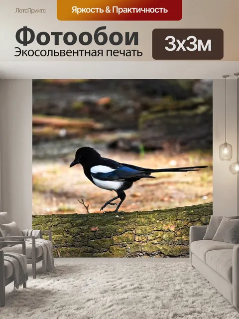 Фотообои Сорока