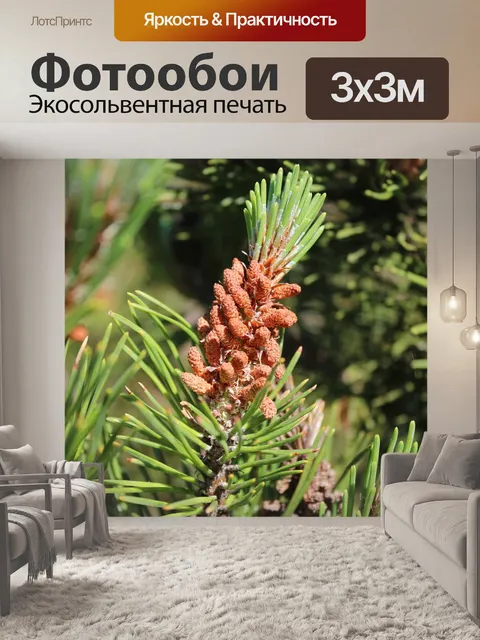Фотообои Ель
