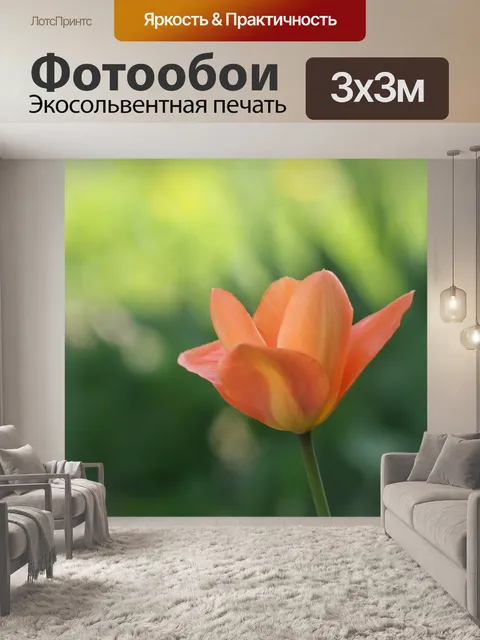 Фотообои Тюльпан