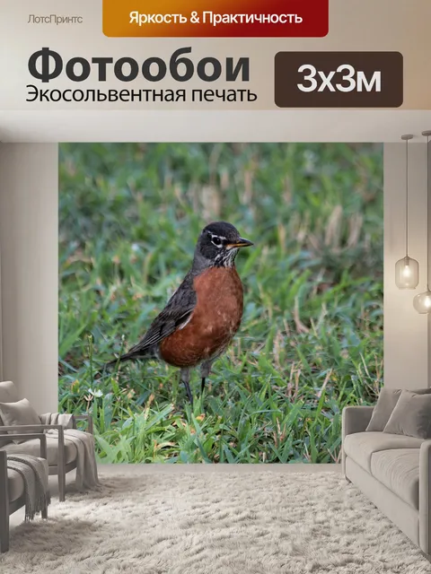 Фотообои Американский Робин в Траве
