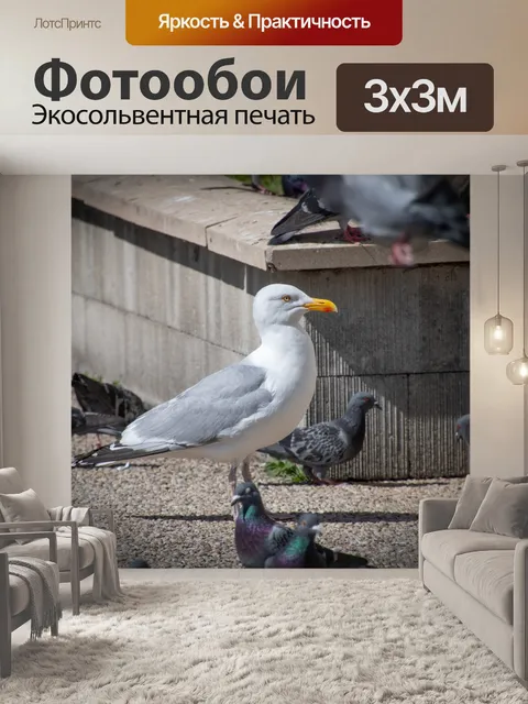 Фотообои Чайка, серебристая чайка, птица