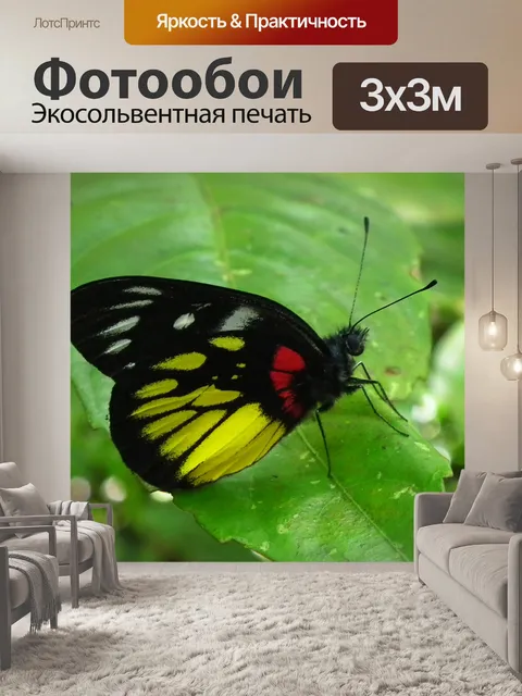 Фотообои Филиппинской бабочки