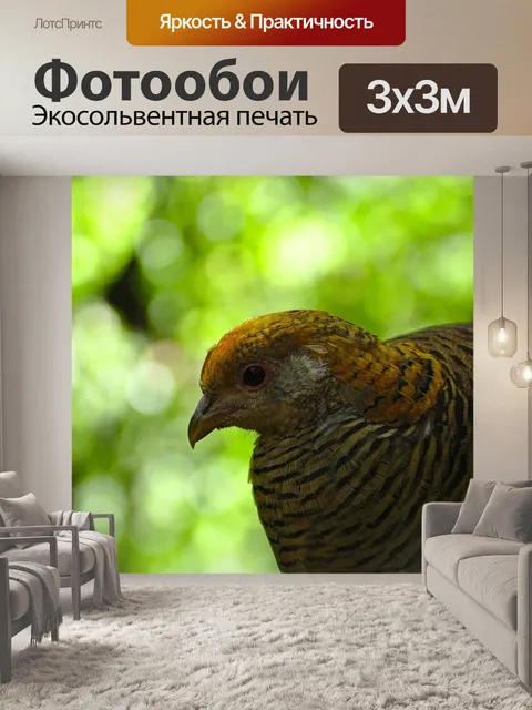 Фотообои Птица