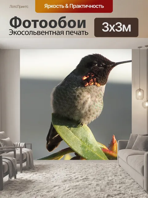 Фотообои Птица