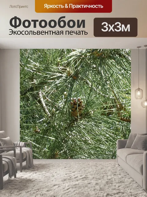 Фотообои Корсиканец Сосна Фон