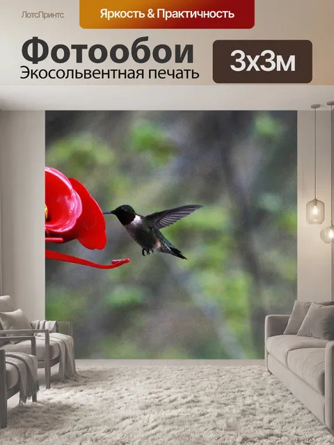 Фотообои Колибри