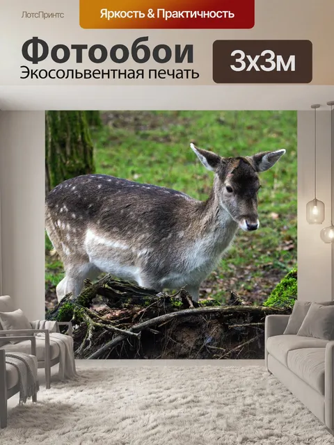 Фотообои Лань