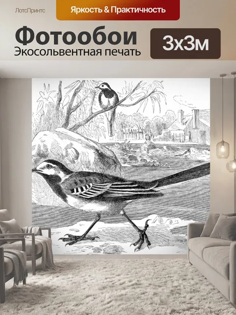 Фотообои Белая трясогузка