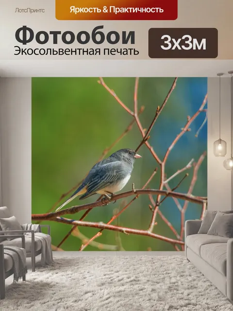 Фотообои Птицы