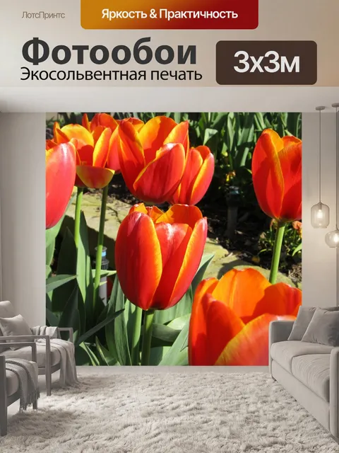 Фотообои Тюльпанов в цвету